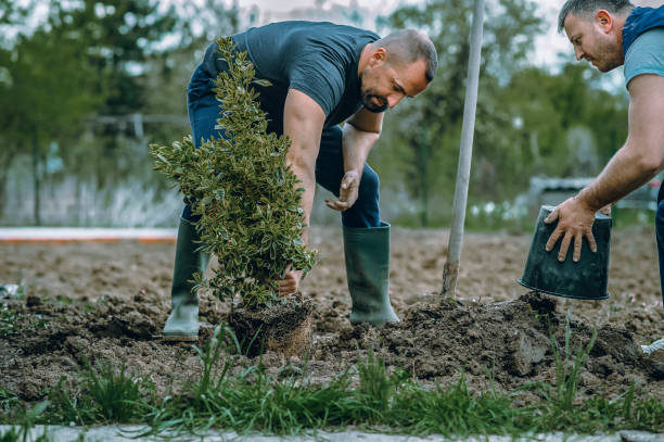 Best Arborist Services Near Me  in Maple Valley, WA